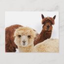 Suche nach lamas postkarten Jede person