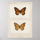 Suche nach mariposa poster Schmetterling