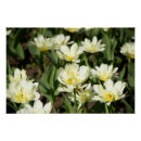 Suche nach weiße tulpen poster Natur
