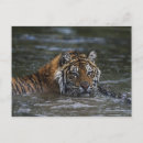 Suche nach sibirische tiger postkarten Wild