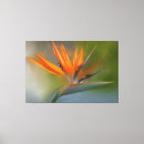 Suche nach grüner vogel leinwandbilder Orange