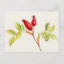 Suche nach rosa beere postkarten Beeren