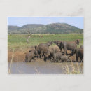Suche nach afrikanischer elefant postkarten Südafrika