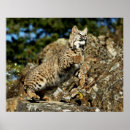 Suche nach rotluchse Wild