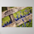 Suche nach texas bluebonnet poster Wildblume