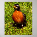 Suche nach rotbarsch poster Tiere