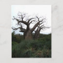 Suche nach baobab postkarten Bobab