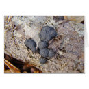 Suche nach carbon postkarten Pilz