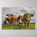 Suche nach herde poster Stier