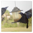 Suche nach schwarze krähe fliesen Vögel