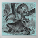 Suche nach waschbär poster Schwarz