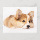 Suche nach corgi postkarten Hund