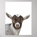 Suche nach ziegen poster Jedes kind