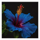 Suche nach schönheit poster Blüte