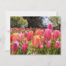 Suche nach tulip postkarten Easter