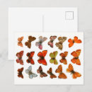Suche nach p postkarten Schmetterling