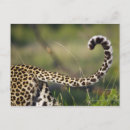 Suche nach pardus Wild lebende tiere
