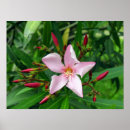 Suche nach oleander Grün