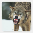 Suche nach grauer wolf aufkleber Wild lebende tiere