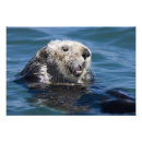 Suche nach elkhorn Mustelidae