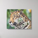 Suche nach jaguar leinwandbilder Wildtiere