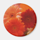 Suche nach orange gerbera magnete Durchtränkt