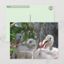 Suche nach chicken postkarten Tierfotografie