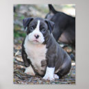 Suche nach stiere poster Bulle