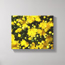 Suche nach chrysanthemen leinwandbilder Gelb