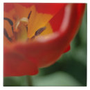 Suche nach tulpen fliesen Rot