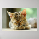 Suche nach bengalische katze poster Niedlich