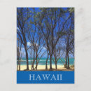 Suche nach hawaii schildkröten postkarten Ozean