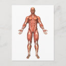 Suche nach für muskulöse postkarten Bizeps