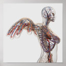 Suche nach venen poster Detail