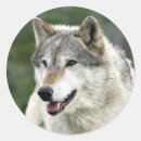 Suche nach wilde wölfe aufkleber Grauwolf