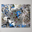 Suche nach rosa kirschblüte poster Kirschbaum