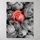 Suche nach rote und weiße rose poster Rosa