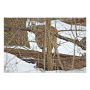 Suche nach weißer hirsch poster Wald