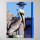 Suche nach pelican poster Nature