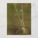 Suche nach damselflies Natur