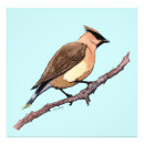 Suche nach zeder waxwing Für alle