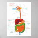 Suche nach därme poster Verdauung