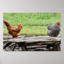 Suche nach hennen poster Geflügel