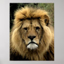 Suche nach afrikanischer löwe poster Aquarell
