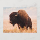 Suche nach amerikanischer bison postkarten Braun