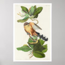 Suche nach mangroven poster Vogelvogel