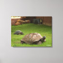 Suche nach schildkröten leinwandbilder Aldabra schildkröte