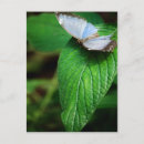 Suche nach blauer morpho schmetterling postkarten Grün