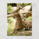 Suche nach große katzen postkarten Gepard