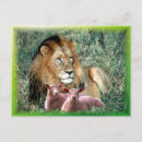 Suche nach löwe lamm postkarten Löwen